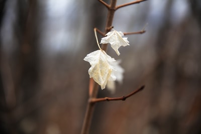 棕色茎上的白色枫叶